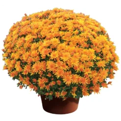 Stephany Bronze Yoder Garden Mum Plant