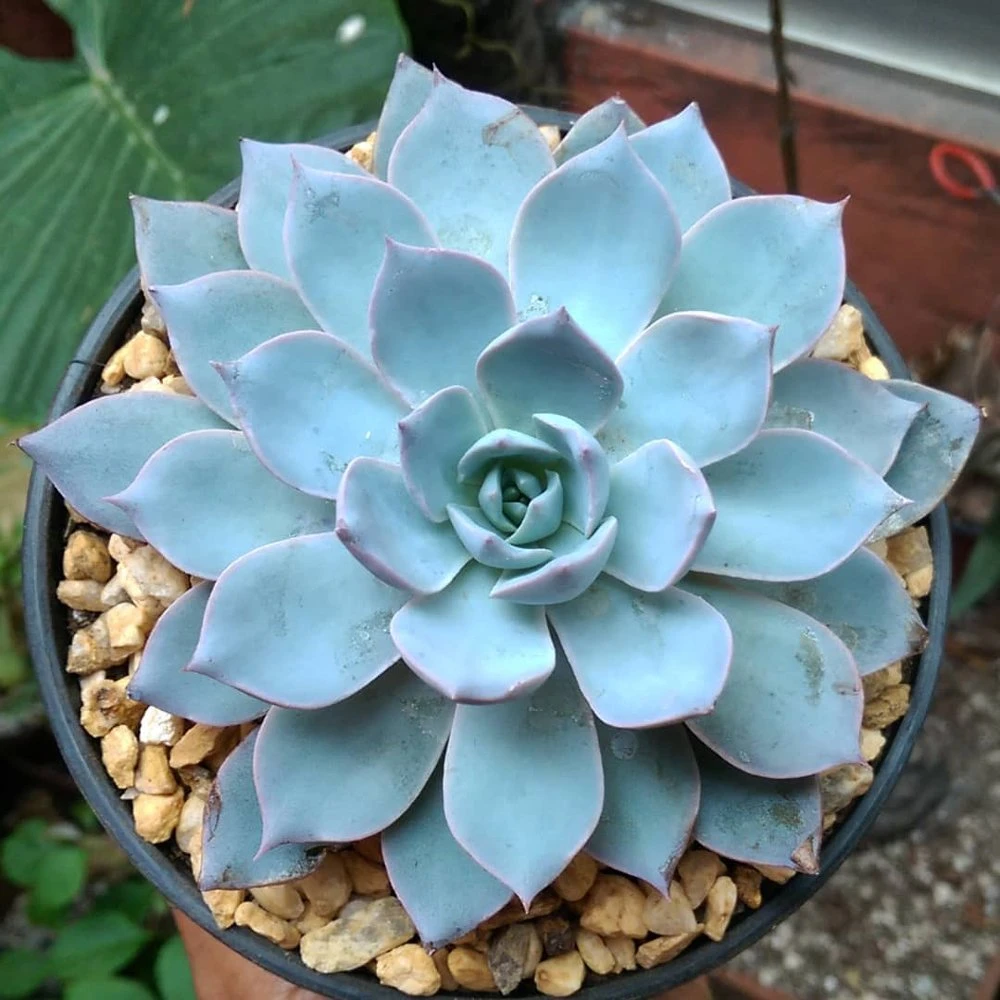 Subsessilis Blue Echeveria