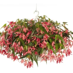 Sun Cities San Francisco Tuberous Begonia Plant