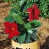 Sun Parasol® Garden Crimson Mandevilla
