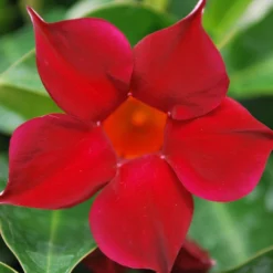 Sun Parasol® Original Burgundy Mandevilla