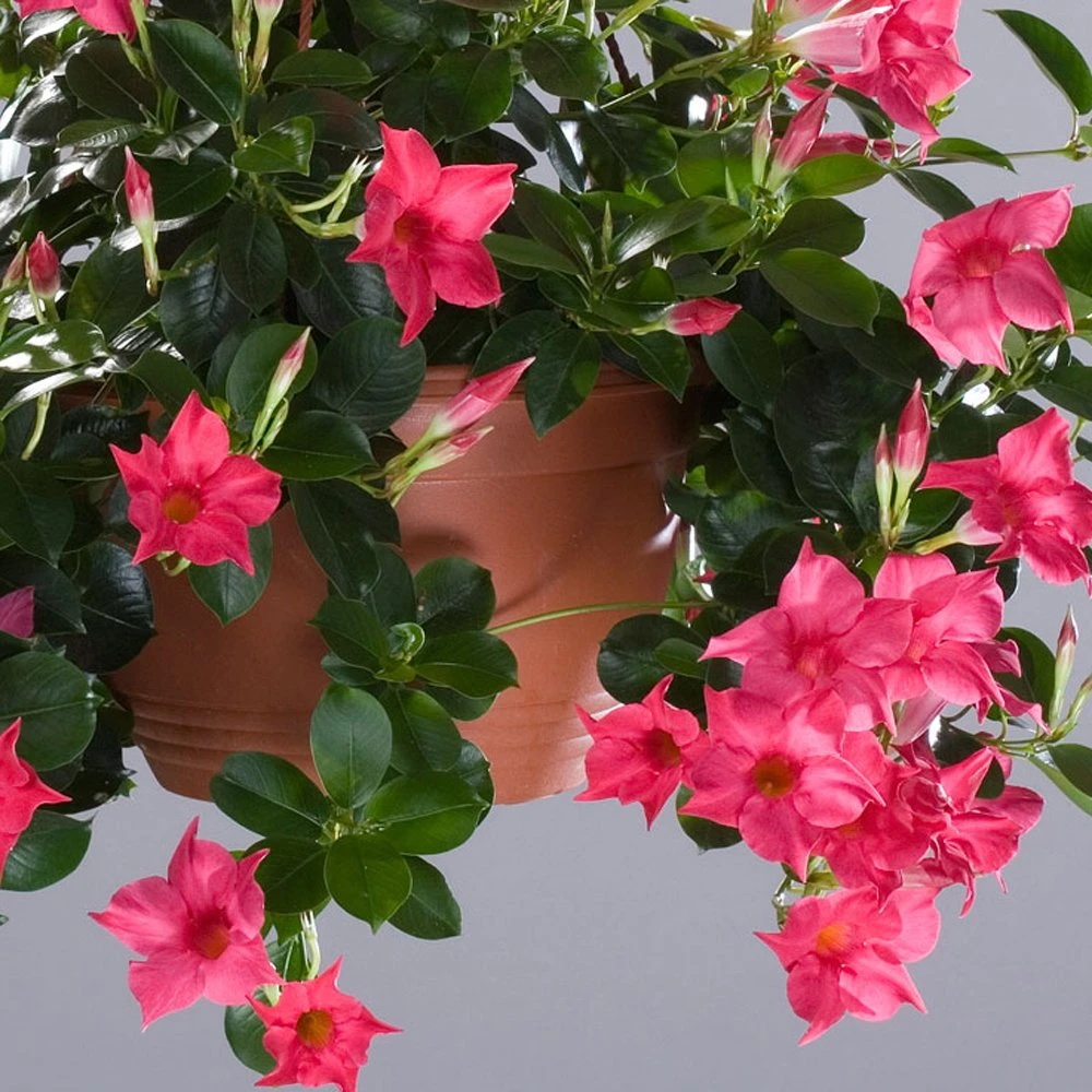 Sun Parasol® Original Pink Mandevilla