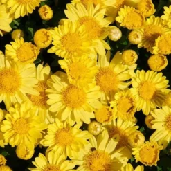 Sundance Igloo Perennial Mum Plant