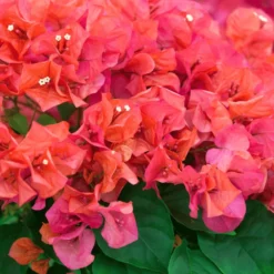 Sundown Orange Bougainvillea Plant