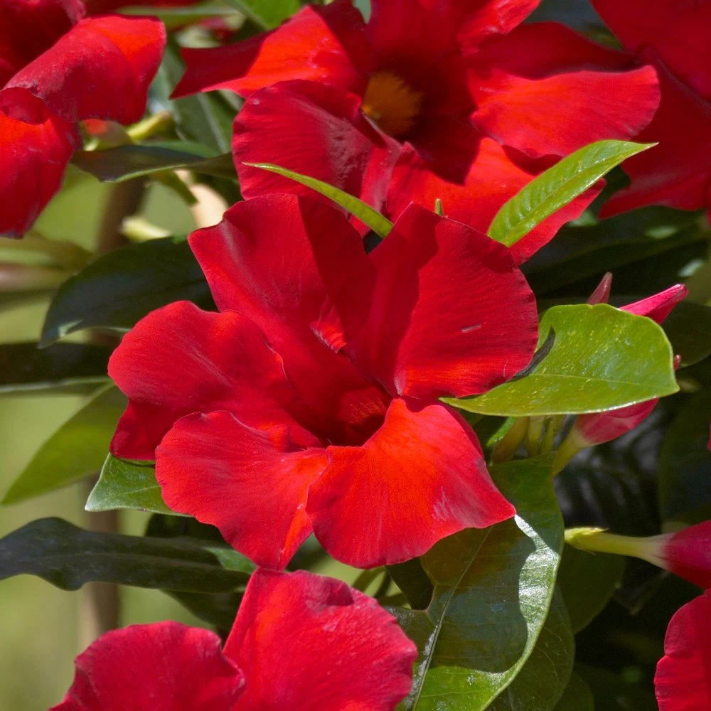 Sun Parasol® Giant Crimson Mandevilla