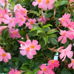 Sun Parasol® Pretty Pink Mandevilla