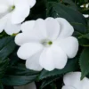 SunPatiens® Compact Classic White Impatiens Plant