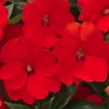 SunPatiens® Compact Electric Orange Impatiens Plant