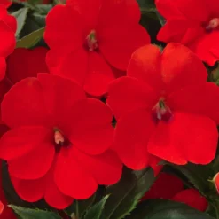 SunPatiens® Compact Electric Orange Impatiens Plant