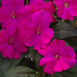 SunPatiens® Compact Lilac Impatiens Plant