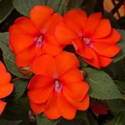 SunPatiens® Vigorous Corona Impatiens Plant