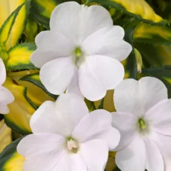 SunPatiens® Vigorous Tropical White Impatiens Plant