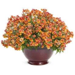 Sunsatia® Blood Orange™ Nemesia