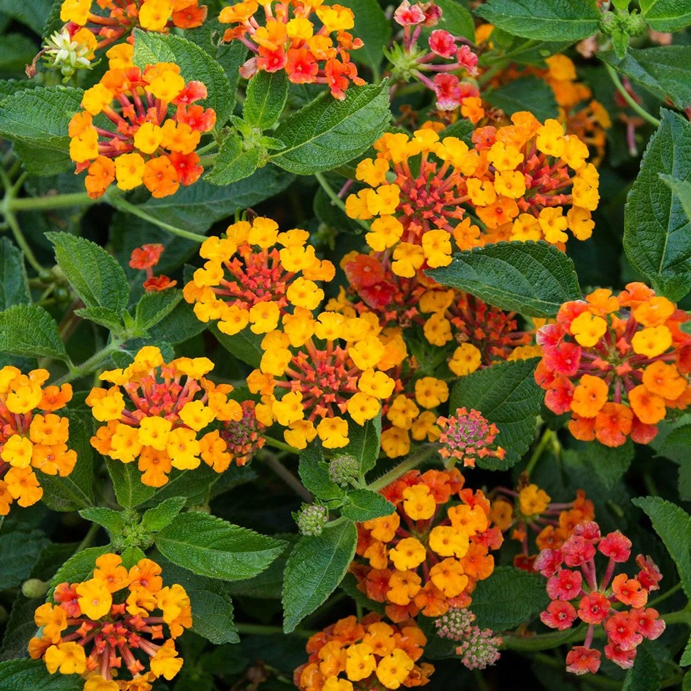 Sunset Lantana Plant