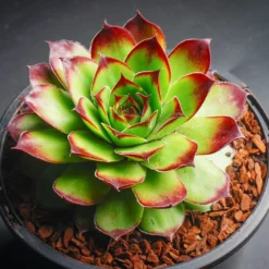 Sunset Sempervivum (Hens And Chicks)