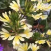 Suntastic Scaevola