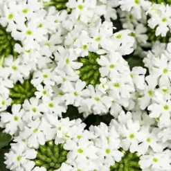 Superbena® Royale WhiteCap Verbena Plant