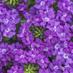 Superbena® Violet Ice Verbena Plant