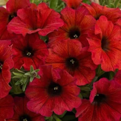 SuperCal® Premium Bordeaux Petchoa Plant