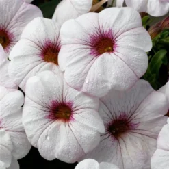 SuperCal® Snowberry White Petchoa Plant