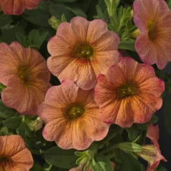 SuperCal® Terra Cotta Petchoa Plant