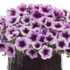 Supertunia® Bordeaux™ Petunia Plant