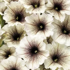 Supertunia® Latte™ Petunia Plant