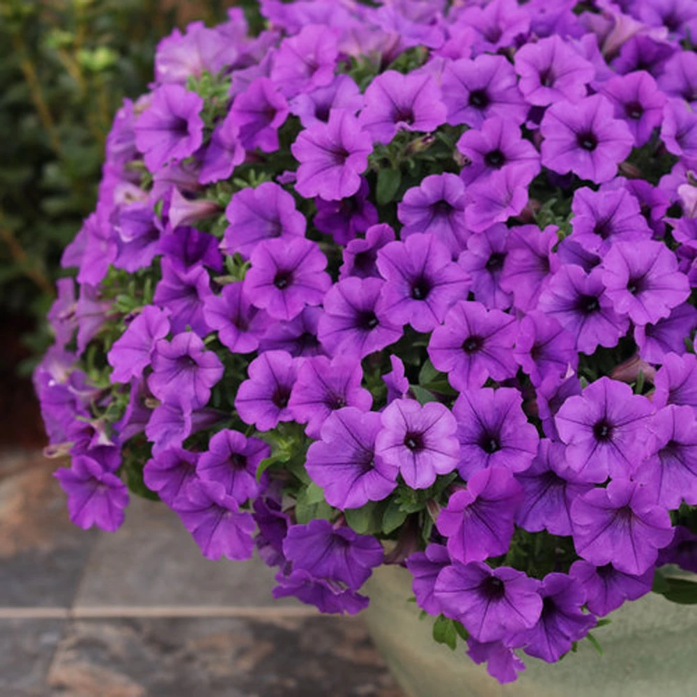 Supertunia Mini Vista® Indigo Petunia Plant