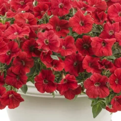 Supertunia® Really Red Petunia Plant