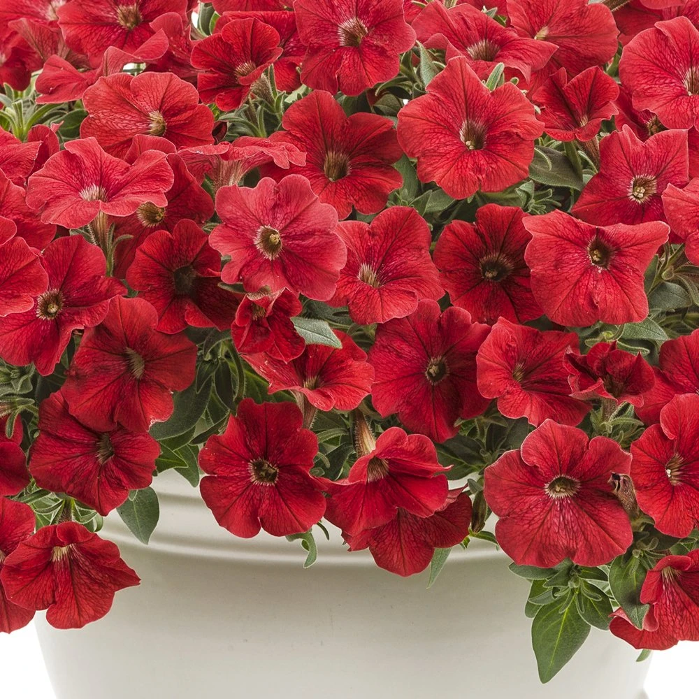 Supertunia® Really Red Petunia Plant