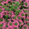 Surdiva® Fashion Pink Scaevola