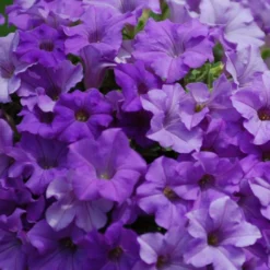 Surfinia® Heavenly Blue Petunia Plant