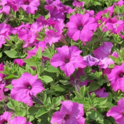 Surfinia® Sumo Bold Lilac Petunia Plant