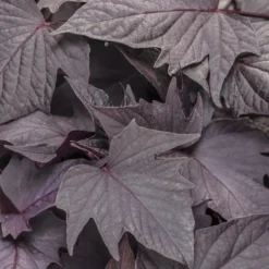 Sweet Caroline™ Bewitched Ipomoea Plant