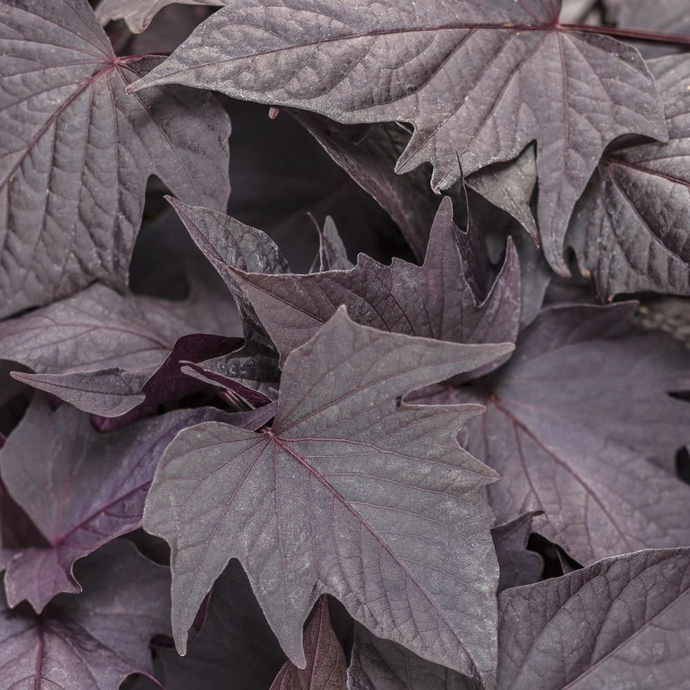 Sweet Caroline⢠Bewitched Ipomoea Plant