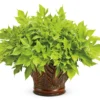 Proven Accents® Sweet Caroline Light Green Ipomoea Plant