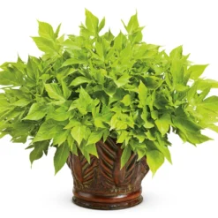 Proven Accents® Sweet Caroline Light Green Ipomoea Plant