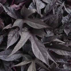 Sweet Caroline™ Raven Ipomoea Plant