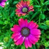 Summertime® Sweet Purple Osteospermum Plant