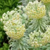 Tasmanian Tiger Euphorbia (Leafy Spurge)