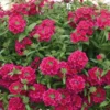 Temari® Burgundy Verbena Plant