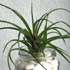 Tillandsia Cyanea Air