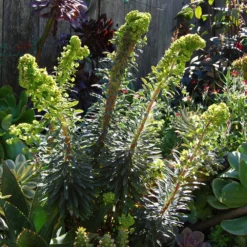 Tiny Tim Euphorbia (Spurge)