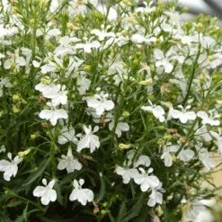 Magadi™ Compact White Lobelia