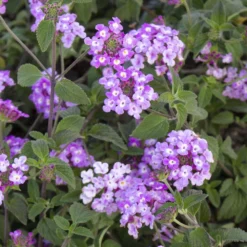 Trailing Lavender Lantana Plant