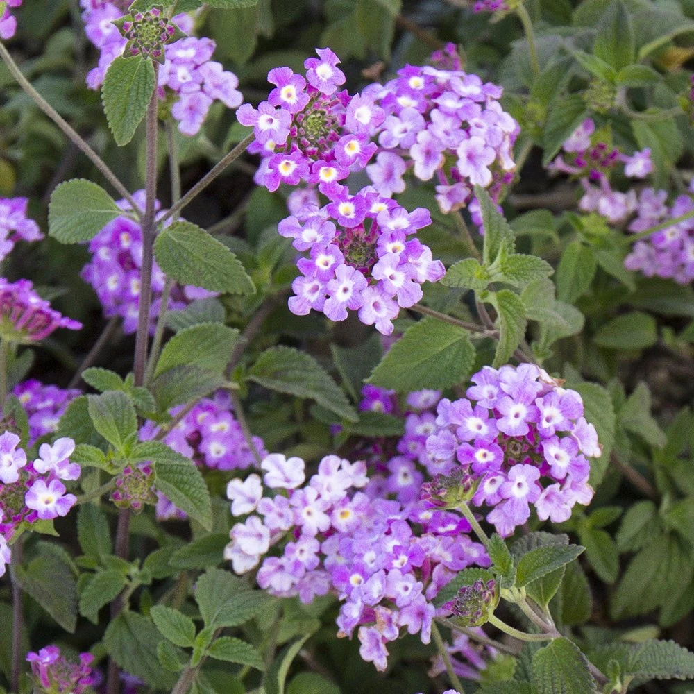 Trailing Lavender Lantana Plant