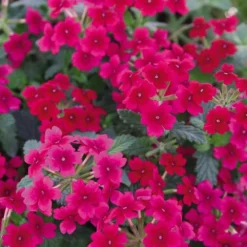 Tukana® Raspberry Verbena Plant