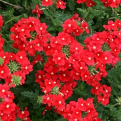 Tukana® Scarlet Verbena Plant