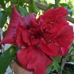 Untamed Heart Cajun Hibiscus