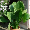 Upright Elephant Ear Alocasia Plant